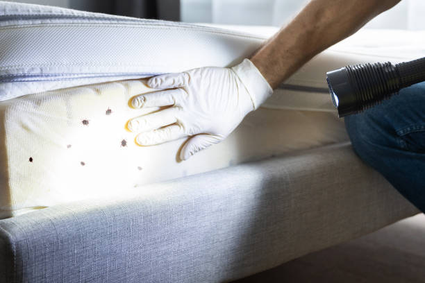 Reliable East Lansing, MI Pest Control Solutions