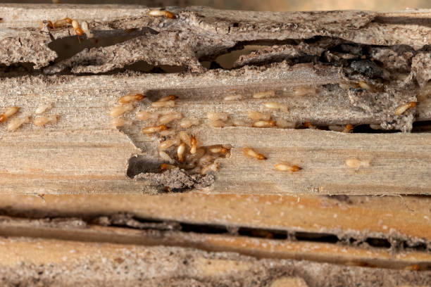 Spider Control Near Me in East Lansing, MI