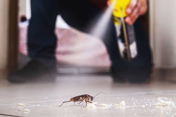 Best Spider Control Near Me  in East Lansing, MI